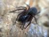 343865 – Photo : Anne SAUNAL – France (57)